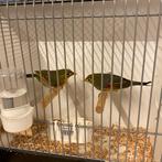 Koppel Japanse nachtegalen 2025 onverwant en correct geringd, Dieren en Toebehoren, Vogels | Overige Vogels, Meerdere dieren, Tropenvogel