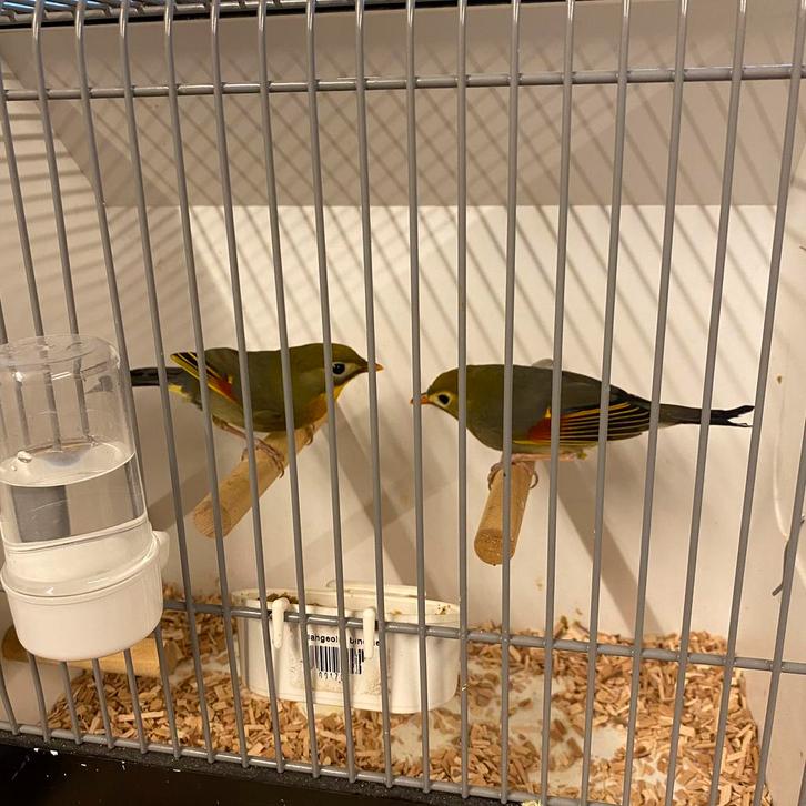 Koppel Japanse nachtegalen 2025 onverwant en correct geringd, Dieren en Toebehoren, Vogels | Overige Vogels, Tropenvogel, Meerdere dieren