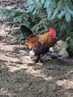 Sabelpootkriel hanen, Dieren en Toebehoren, Pluimvee, Mannelijk, Kip