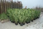 Prunus Laurus Rotundifolia (Laurier), Ophalen, Laurier, 100 tot 250 cm