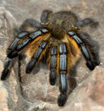 Harpactira Pulchripes Female, Dieren en Toebehoren, Spin of Schorpioen