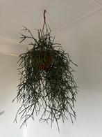 Rhipsalis (koraalplant) met plastics hangpot, Huis en Inrichting, Kamerplanten, Ophalen of Verzenden, Cactus, Halfschaduw, Minder dan 100 cm