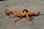 Australische flappentak, Dieren en Toebehoren, Insecten en Spinnen