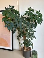 Grote Vingerplant in pot, Ophalen, 100 tot 150 cm, Overige soorten, Halfschaduw