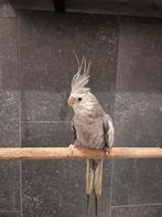 Leuk tammme jonge valkparkiet. Lief dier!, Dieren en Toebehoren, Mannelijk, Parkiet, Tam