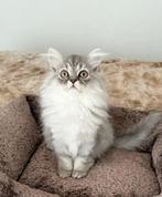 Laatste Britse Langhaar Kitten Poes!, Meerdere dieren, Ontwormd, 0 tot 2 jaar