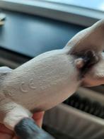 Schleich paard tennessee walker hengst, Ophalen of Verzenden, Paard, Beeldje of Figuurtje