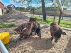 BRAHMA porselein 20 weken, Dieren en Toebehoren, Pluimvee, Meerdere dieren, Kip