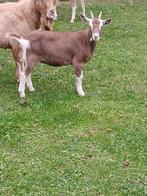 Lieve toggenburger geitjes, Dieren en Toebehoren, Schapen, Geiten en Varkens, Meerdere dieren, Geit, 0 tot 2 jaar