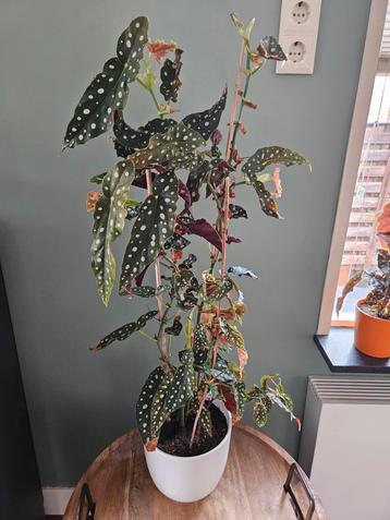 Begonia Maculata - Stippenplant 90 cm hoog beschikbaar voor biedingen