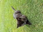 Boerderij kittens, Dieren en Toebehoren, Katten en Kittens | Overige Katten, Meerdere dieren, 0 tot 2 jaar