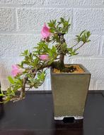 Bonsai, Halfschaduw, Overige soorten, Lente, Minder dan 100 cm