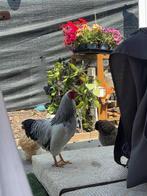 Haan gratis op te halen, Dieren en Toebehoren, Pluimvee, Mannelijk, Kip