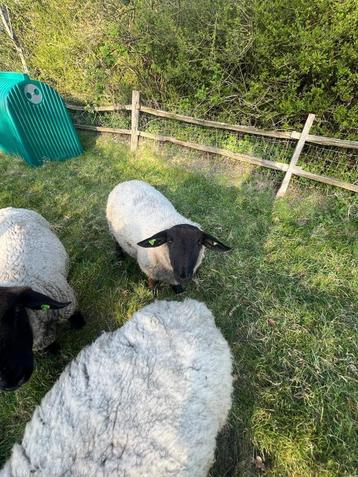 suffolk stamboek rammen beschikbaar voor biedingen