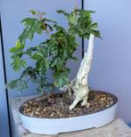 Bonsai speciaal, Tuin en Terras, Planten | Bomen, Ophalen of Verzenden, Winter, Overige soorten
