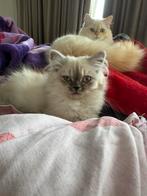 Perzische langhaar & Britse korthaar kittens, Dieren en Toebehoren, Meerdere dieren, 0 tot 2 jaar