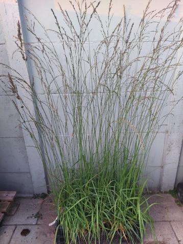 Molinia caerulea 'Moorhexe' (Pijpenstrootje) beschikbaar voor biedingen