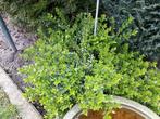 Struikkamperfoelie - stekken - jonge plantjes, Ophalen, Overige soorten, Struik, Minder dan 100 cm