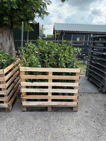 Hedera hoog ruim 80/100 dikke planten prijs 2,95 pst beschikbaar voor biedingen
