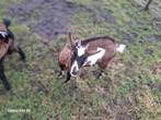 Lieve dwerggeiten, Dieren en Toebehoren, Schapen, Geiten en Varkens, Mannelijk, Geit, 0 tot 2 jaar