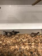 Bichenowastrilde, Dieren en Toebehoren, Meerdere dieren