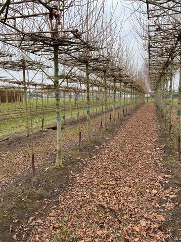 Dakplatanen te koop beschikbaar voor biedingen