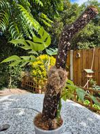 Monstera little sister met kurk tak, Groene kamerplant, Ophalen of Verzenden, Overige soorten, Minder dan 100 cm