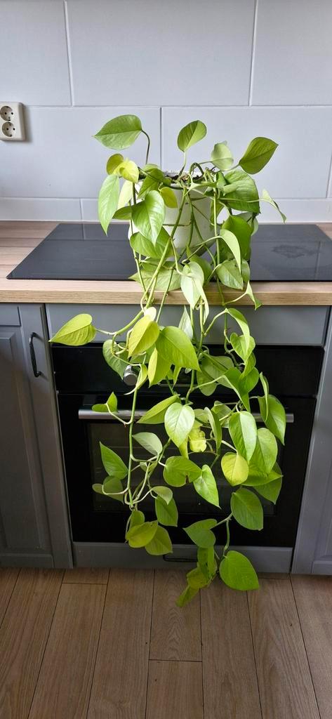 Epipremnum Aureum (Gouden Pothos) in pot, Huis en Inrichting, Kamerplanten, Overige soorten, Minder dan 100 cm, Groene kamerplant