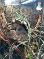 Groene kielbuikhagedis / Gastropholis prasina 2.0, Dieren en Toebehoren, Reptielen en Amfibieën, Hagedis, 0 tot 2 jaar