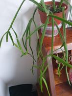 Rhipsalis micrantha, zeer apart! Zeer sterk, Huis en Inrichting, Kamerplanten, Ophalen, Overige soorten, Minder dan 100 cm