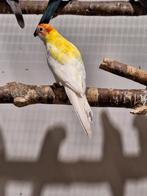 Bleekkop rosella's lutino., Dieren en Toebehoren, Vogels | Parkieten en Papegaaien, Mannelijk, Parkiet, Geringd