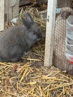 Bij wie mag ik wonen? Konijn voedster 10 weken oud, Dieren en Toebehoren, Konijnen, Vrouwelijk, Dwerg