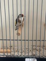 Parva Witkeel man van 2025, Dieren en Toebehoren, Vogels | Overige Vogels, Mannelijk, Tropenvogel, Geringd