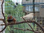 Zebravinken koppel, Dieren en Toebehoren, Meerdere dieren