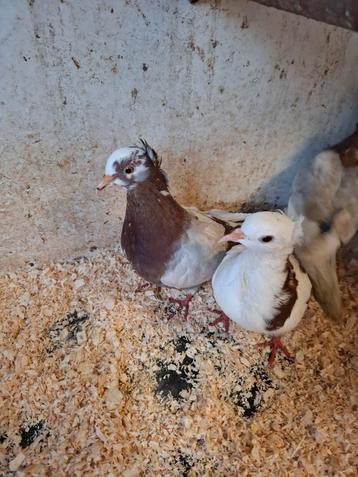 Vinkduiven in diverse kleuren  beschikbaar voor biedingen