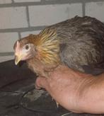 Patrijs leghorns, Dieren en Toebehoren, Pluimvee, Meerdere dieren, Kip