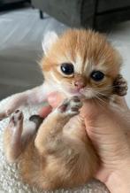 Britse korthaar kittens, Dieren en Toebehoren, Poes, Ontwormd, 0 tot 2 jaar