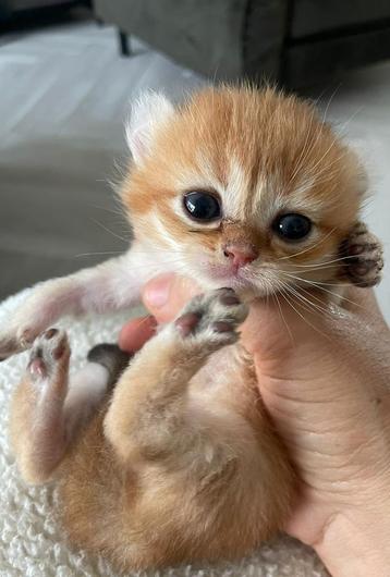 Britse korthaar kittens beschikbaar voor biedingen