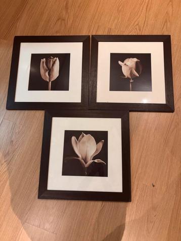 3 Sepia Fotolijsten - Bloem Ontluiking beschikbaar voor biedingen