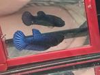 Royal blue betta vrouw halfmoon, Vis