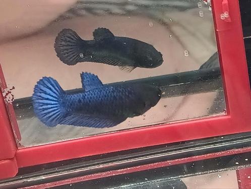 Royal blue betta vrouw halfmoon, Dieren en Toebehoren, Vissen | Aquariumvissen, Vis