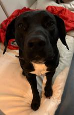 Prachtige zwarte stafford kruising met vermoedelijk pointer, Rabiës (hondsdolheid), 15 weken tot 1 jaar, Reu, Groot