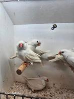 Te koop poppen charcoal masker zwartogen van 2024, Dieren en Toebehoren, Vogels | Overige Vogels, Vrouwelijk
