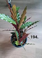 Calathea rufibarba, kamerplant, Ophalen of Verzenden, Halfschaduw, Minder dan 100 cm