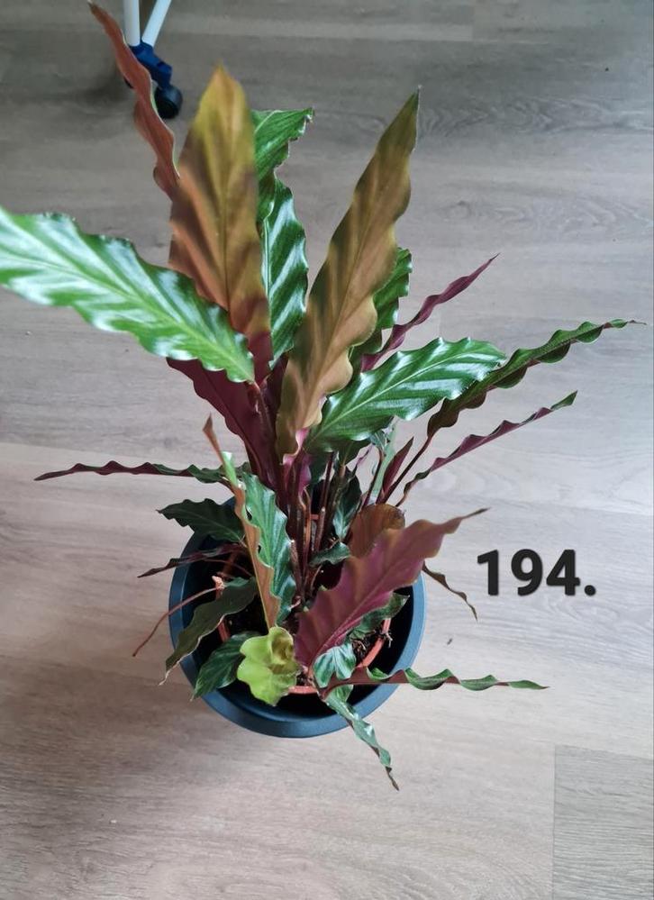 Calathea rufibarba, kamerplant, Huis en Inrichting, Kamerplanten, Minder dan 100 cm, Halfschaduw, Ophalen of Verzenden