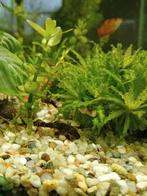 Kleine ancistrus 1.euro stuk