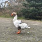 Landgans vrouwtje!, Dieren en Toebehoren, Vrouwelijk