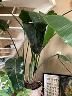 Grote palm kamerplant, Ophalen, Palm, Halfschaduw, In pot