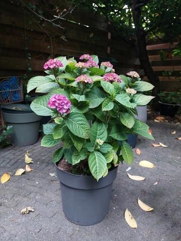 Mooie grote hortensia  beschikbaar voor biedingen