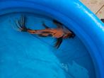 Sluierstaart, Dieren en Toebehoren, Karper of Koi